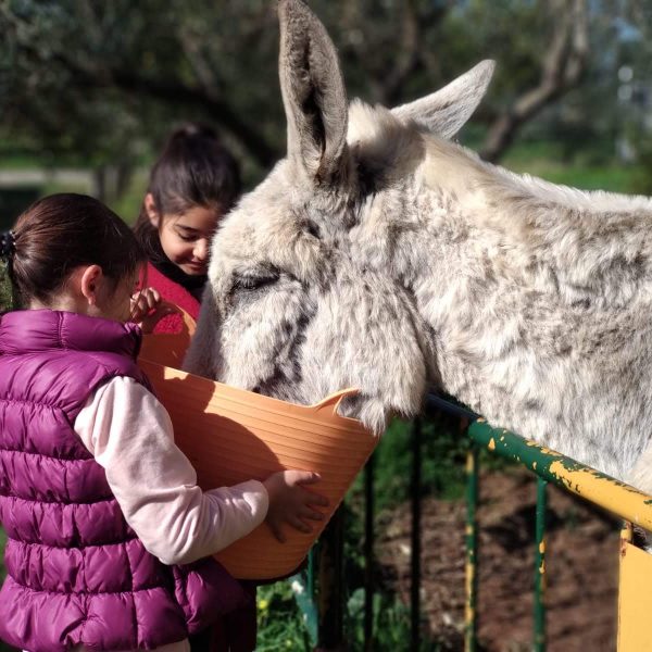 Internship programme in a farm Spain